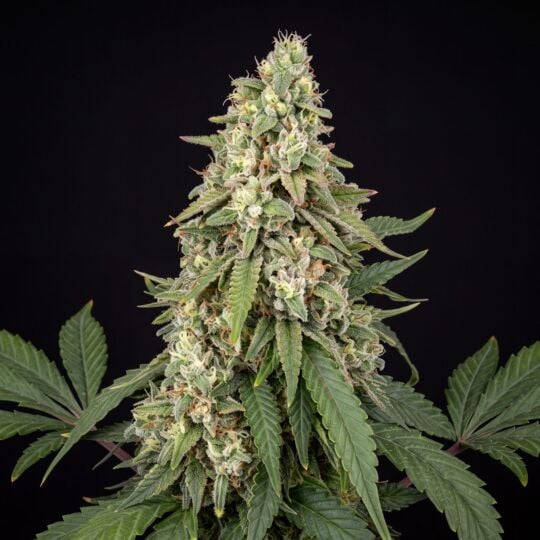 Great White Shark Feminized