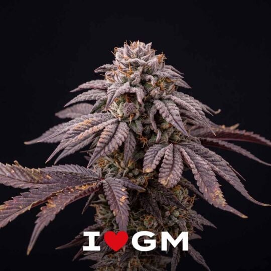 Gruntz Seeds