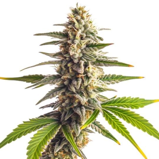 Guava Galaxy Feminized