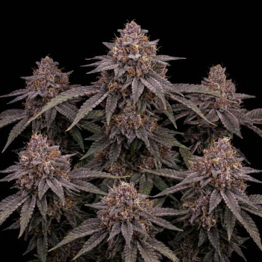 Gummibears Autoflower