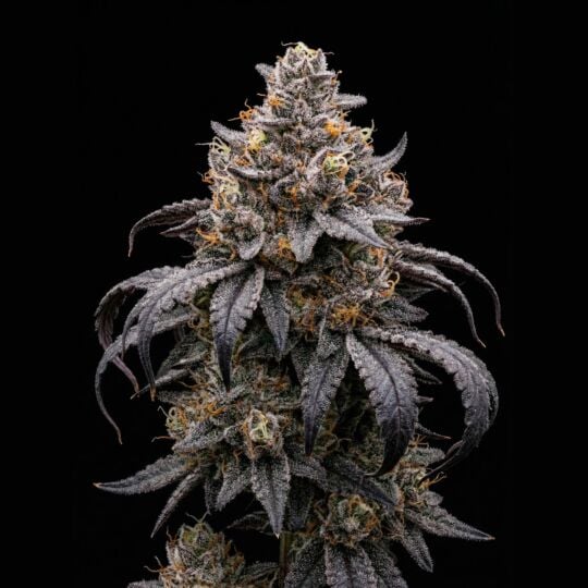 Gush Mints Feminized Cannabis