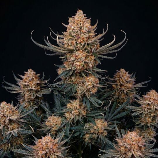 Hawaiian Snow Autoflower