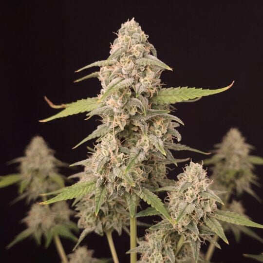 Haze