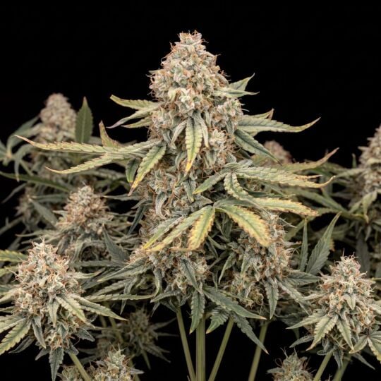 Haze XL