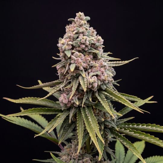 Hellfire OG Feminized Seeds