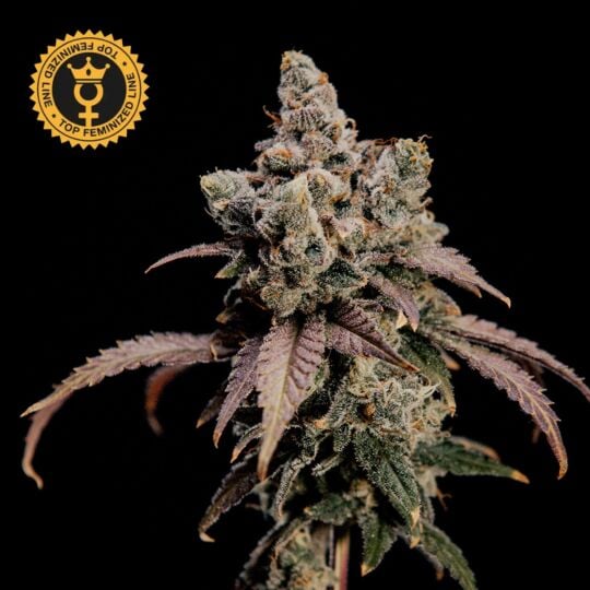 Hidden Vice Feminized - World Breeders