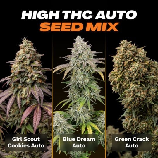 High THC Autoflower Seed Mix