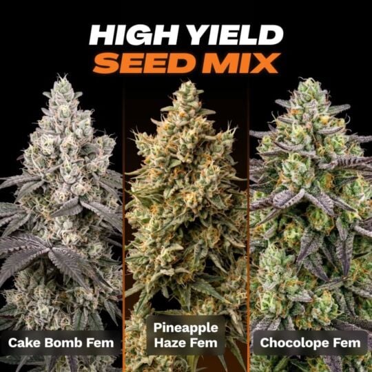 High Yield Feminized Seed Mix
