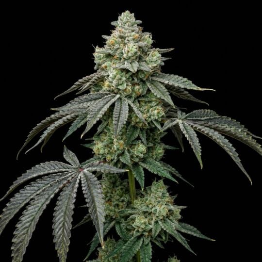 Hindu Kush Feminized