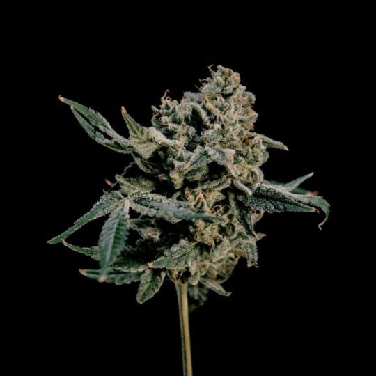 Hokuzan Feminized - World Breeders