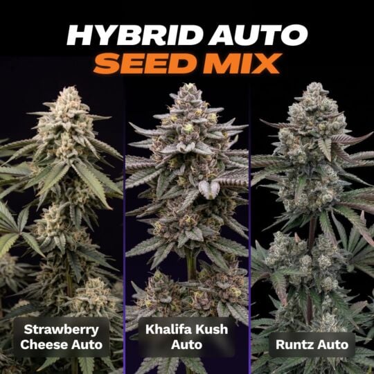 Hybrid Autoflower Seed Mix