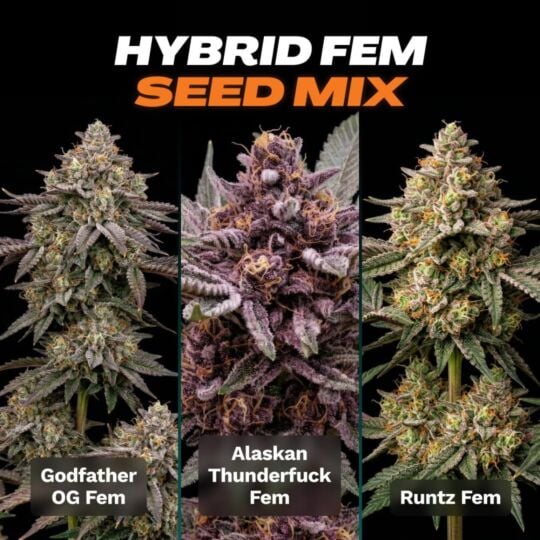 Hybrid Feminized Seed Mix