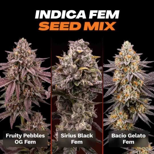 Indica Feminized Seed Mix