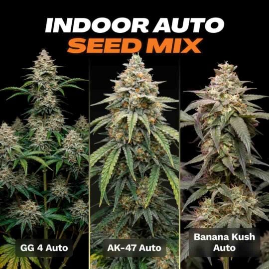 Indoor Autoflower Seed Mix
