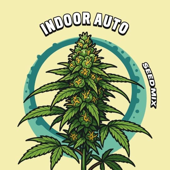 Indoor Autoflower Seed Mix