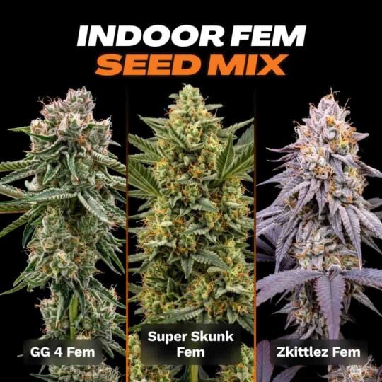 Indoor Feminized Seed Mix