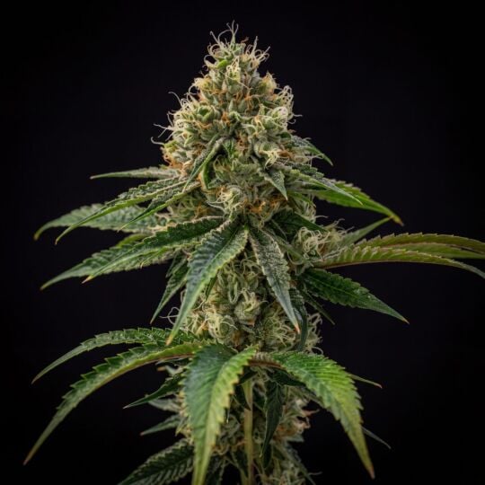 Jack Herer x Skunk