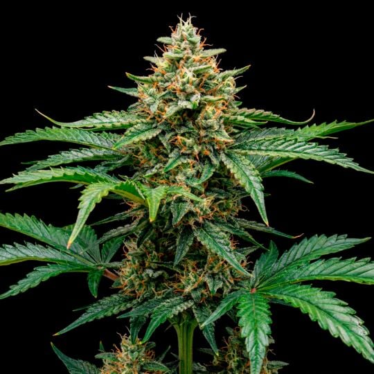 Jack Cookies Autoflower