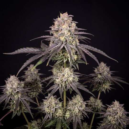Jealousy Autoflower Seeds