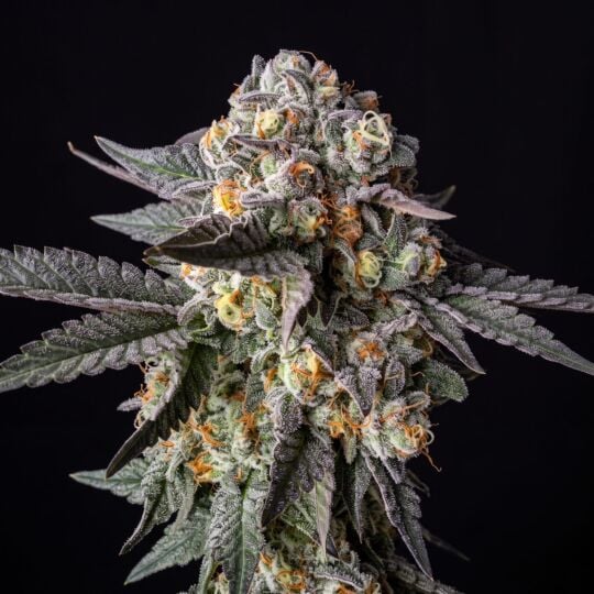 Jealousy Glue Feminized Cannabis Seeds