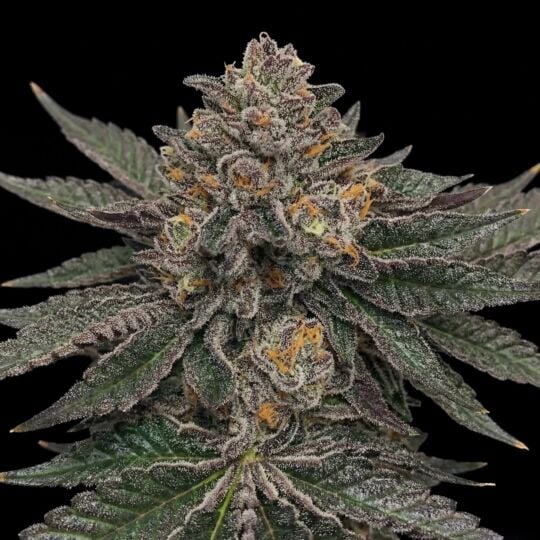 Jet Fuel Gelato Feminized