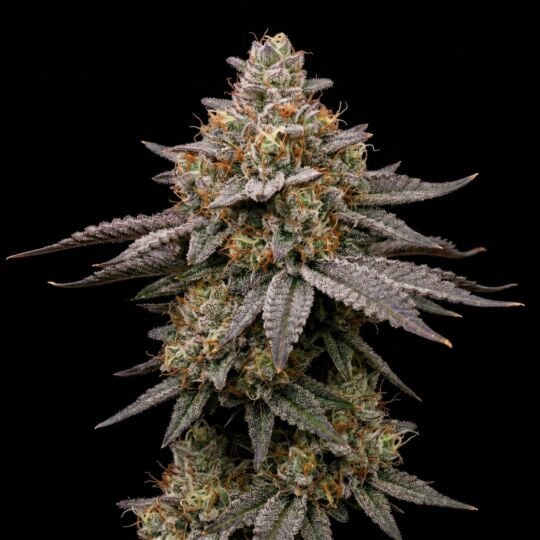 Kali Dog Feminized