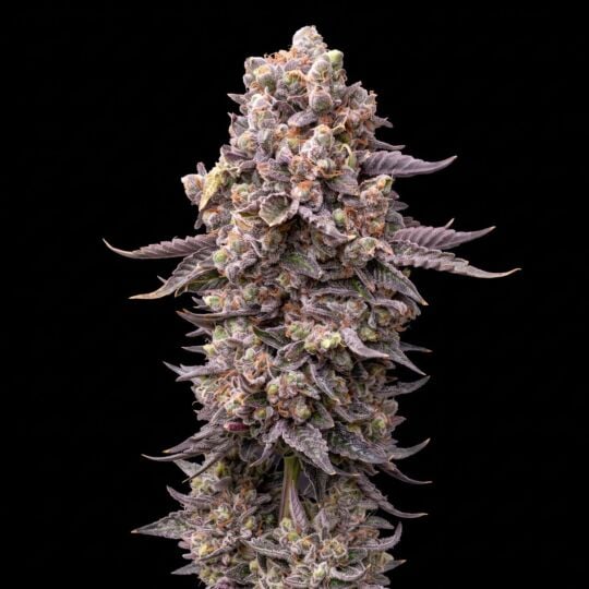 Killer Feminized Seeds