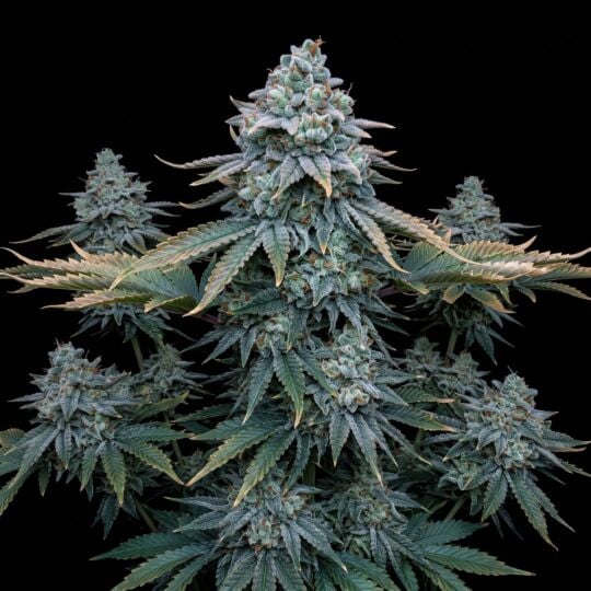 Biscotti Autoflower