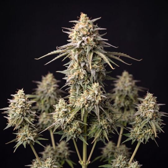 Kush XL Autoflower Seeds
