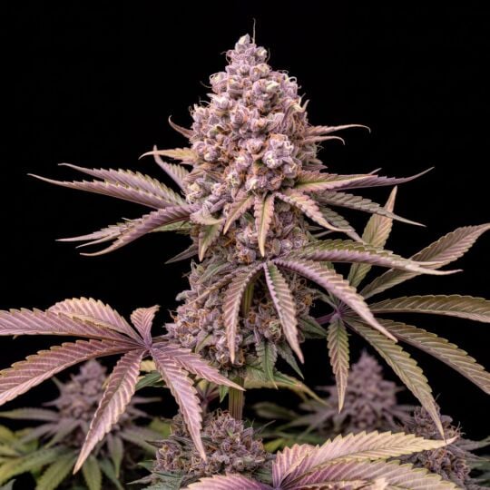 LA Confidential