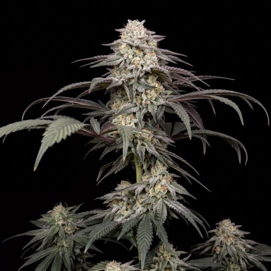 LA Kush Cake Feminized