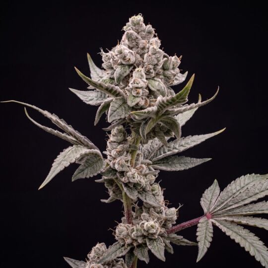 Legend OG Feminized