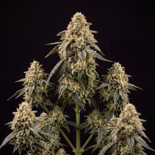Lemon Diesel Auto Seeds