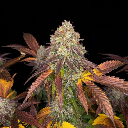 Lemon Diesel Feminized Seeds