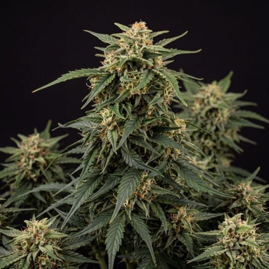 Lemon Haze Autoflower Seeds