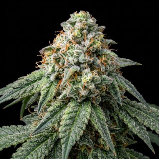 Lemon Haze Seeds