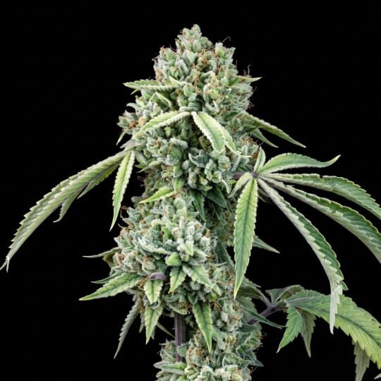 Lemon Pie