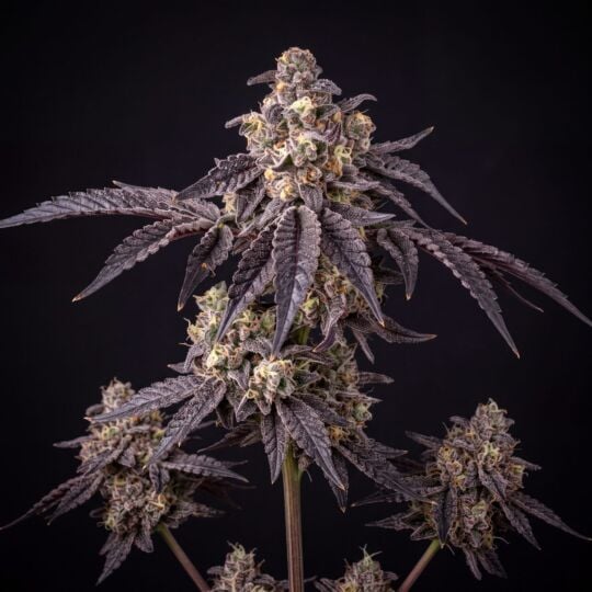 Lemon Tree Feminized