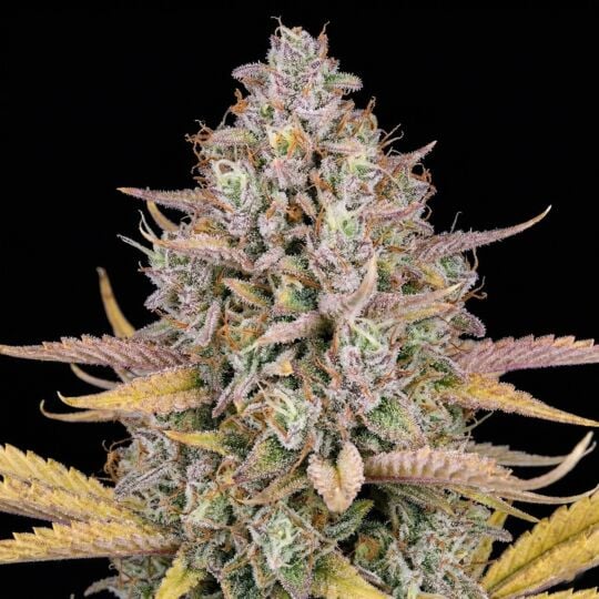 Lemon Kush Autoflower