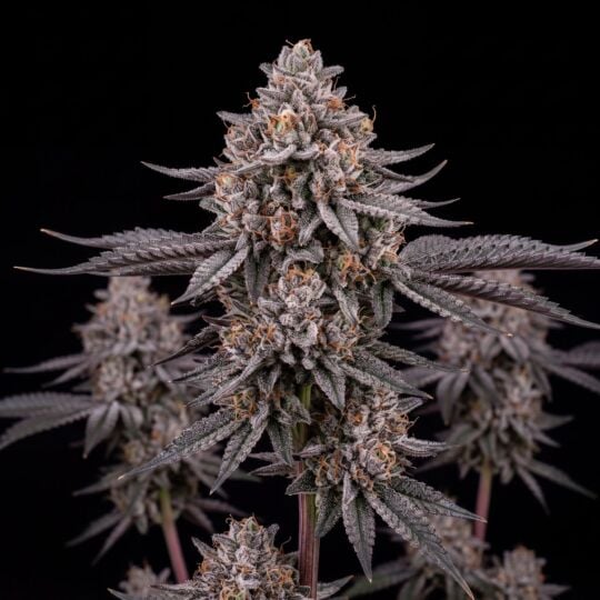 london pound cake fem seeds