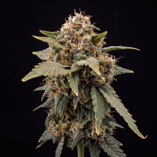 Lowryder Autoflower