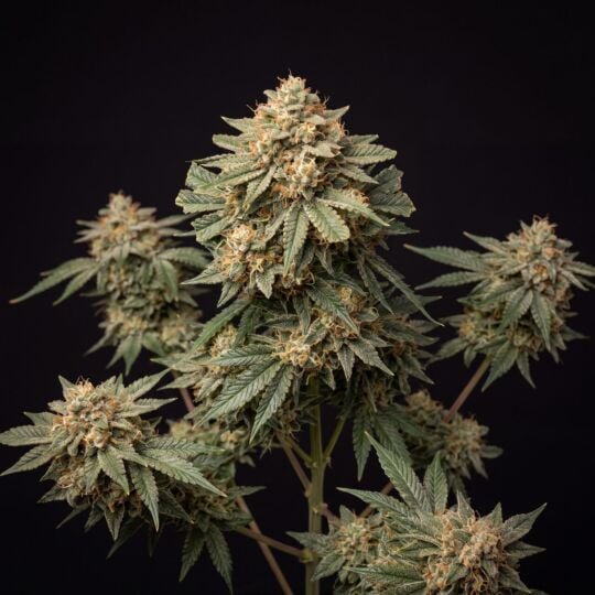 Malawi Feminized - Seed Supreme x The Bulldog Seeds
