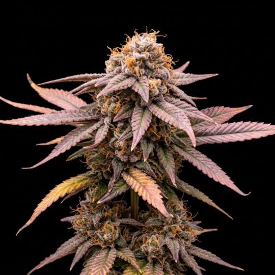Mango Kush Feminized Seeds