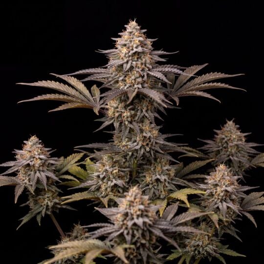 Mango Sherbet Auto - Seed Supreme x The Bulldog Seeds