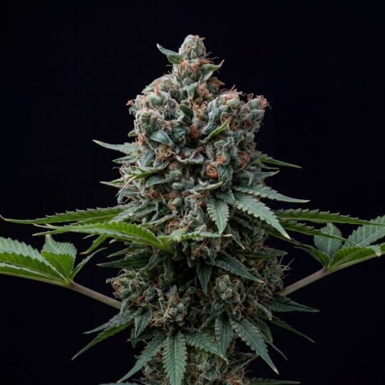Mazar Feminized