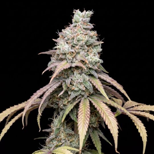 Mexican Haze Feminized Seeds