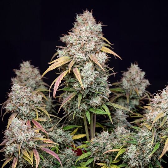 Mimosa Autoflower Seeds