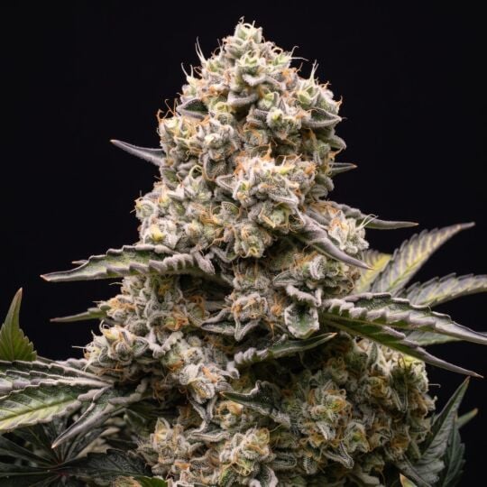 Mimosa Feminized Seeds