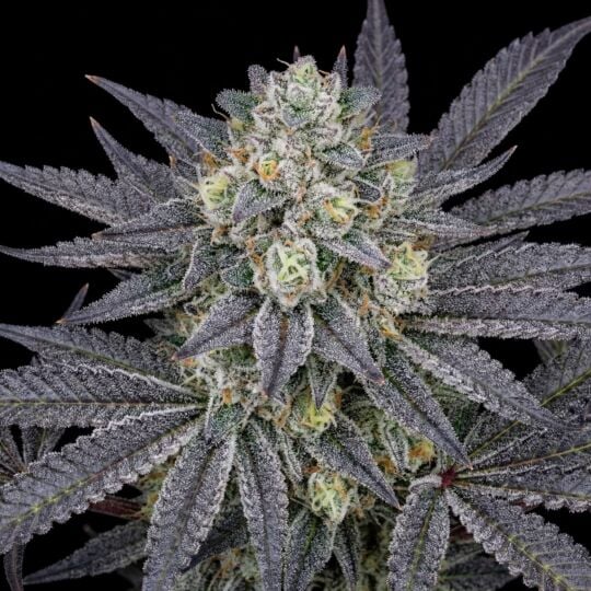 Mimosa Cake Feminized
