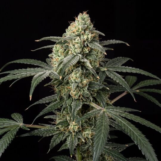 MK Ultra Feminized 